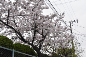 お休みブログ。最近の中学生の入学式は、、、